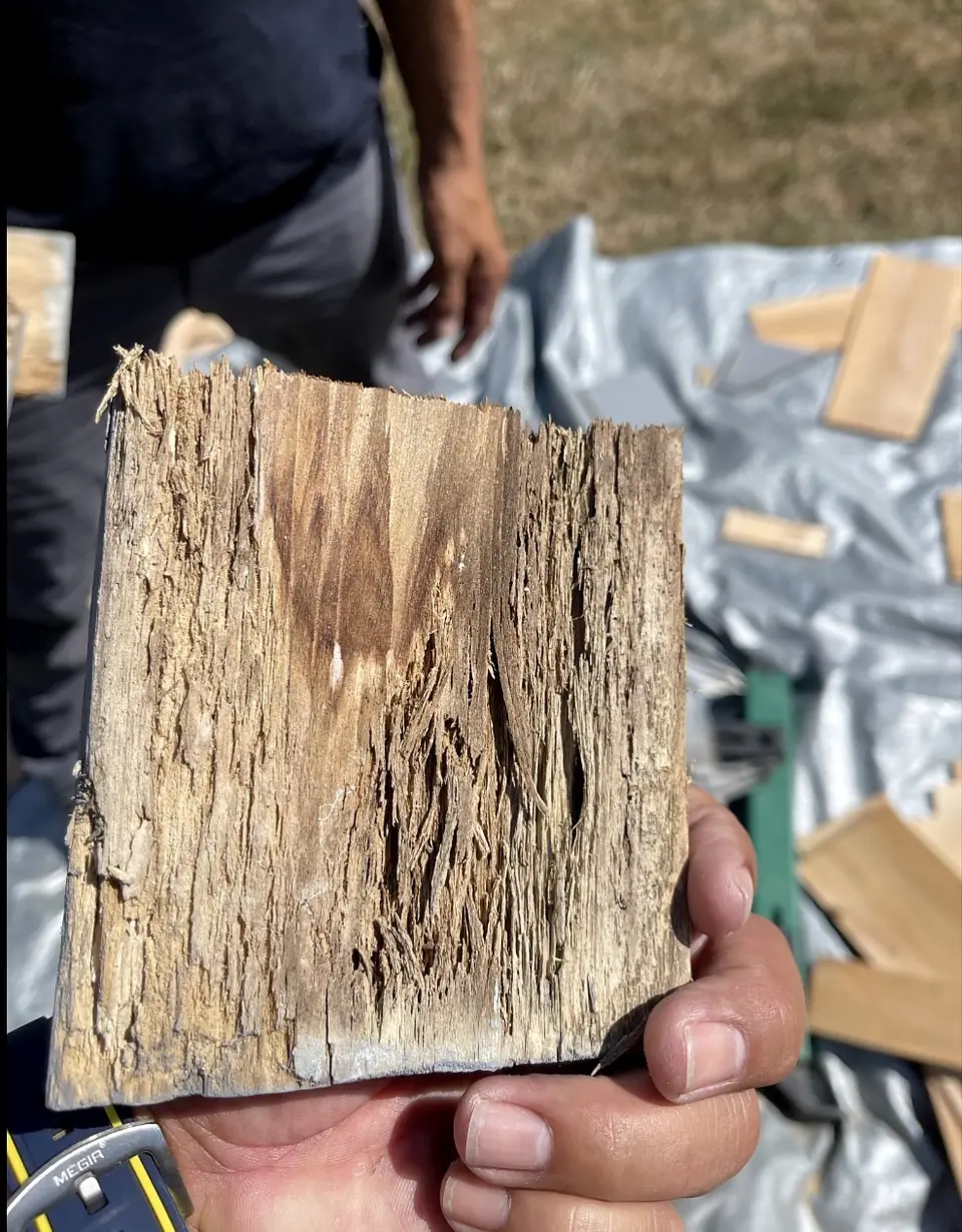 Rotted cedar shingle, split and soft, held in a hand after removal on a job
